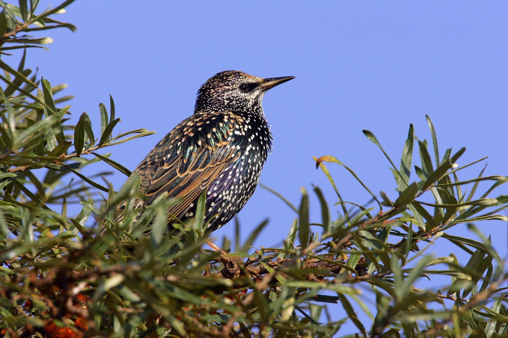 L’étourneau sansonnet reste plus à couver si le nid comprend certaines herbes. © imageBROKER, Fotolia