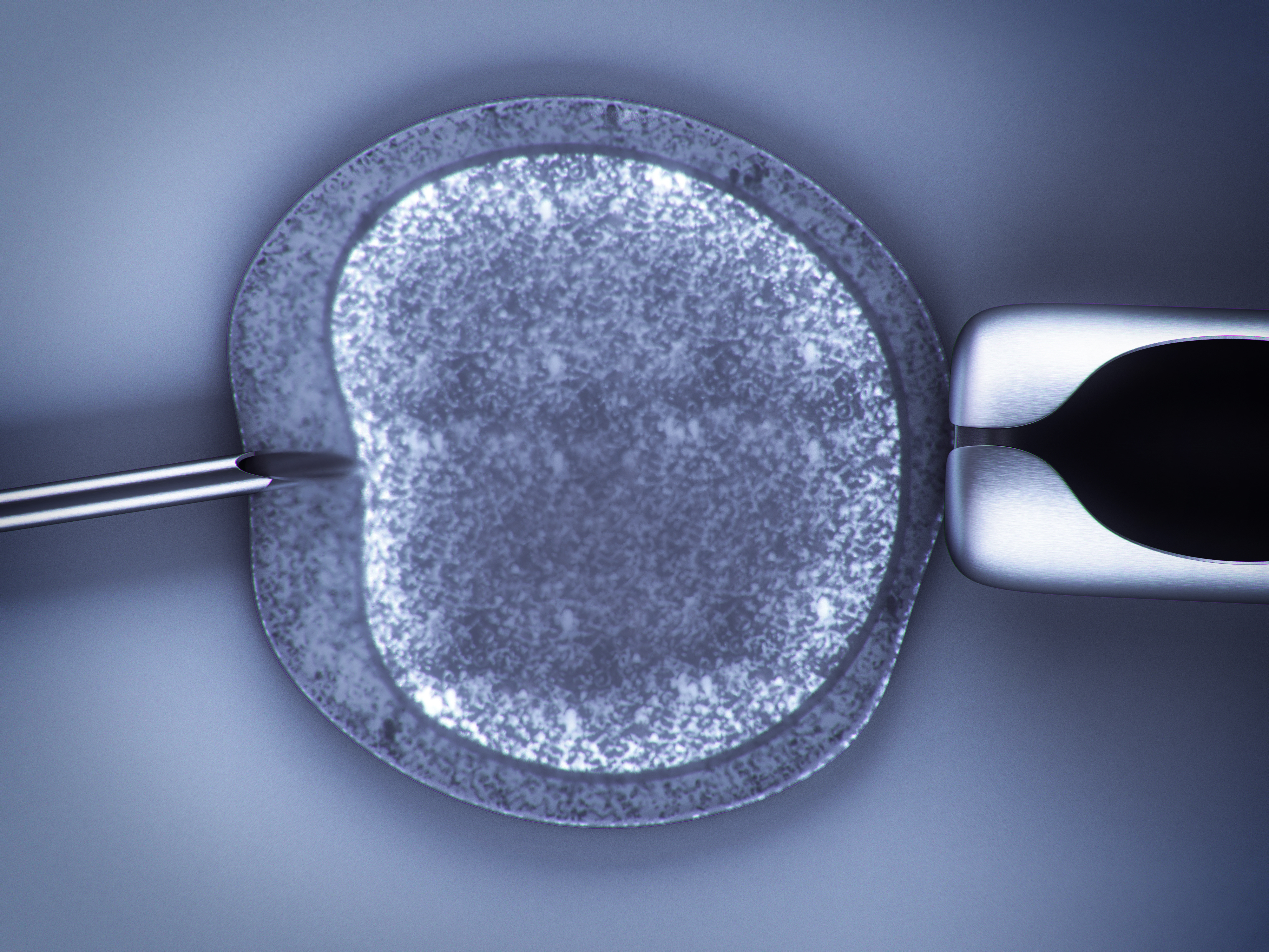 Un ovule fécondé in vitro. © digitalbalance, Adobe Stock