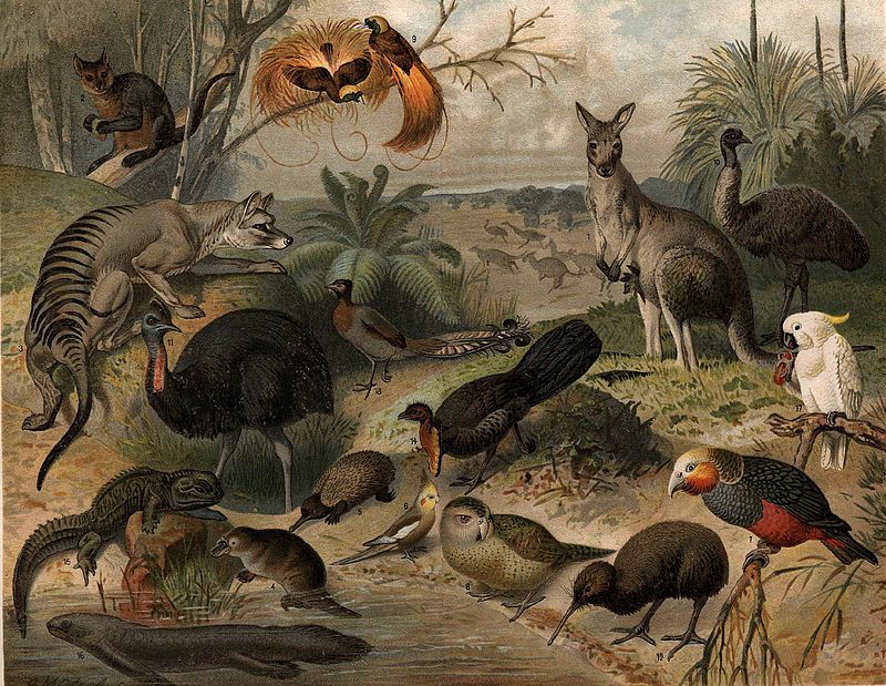 La faune australienne est composée de diverses espèces de mammifères, d’oiseaux et de reptiles. © Nordisk familjebok, Wikipédia, DP