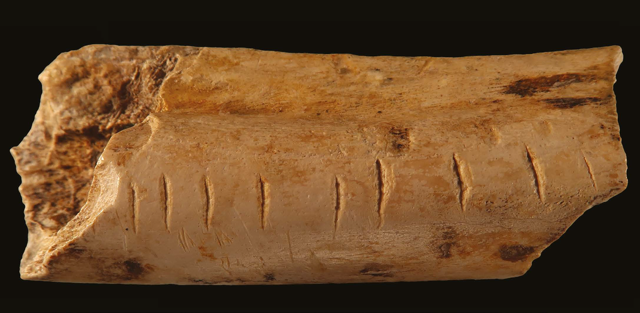 Des marques régulières gravées par Néandertal sur un os de hyène attestent de l'origine ancienne des systèmes de comptage développées par l'Homme.&nbsp;© d'Errico et al., 2018