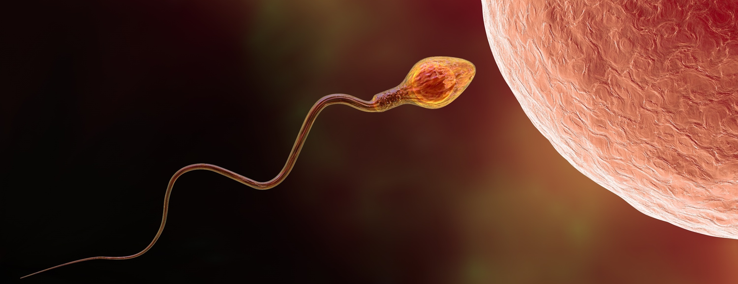 La qualité des spermatozoïdes connaît un déclin. © Dr_Microbe, Adobe Stock (image générée par IA)