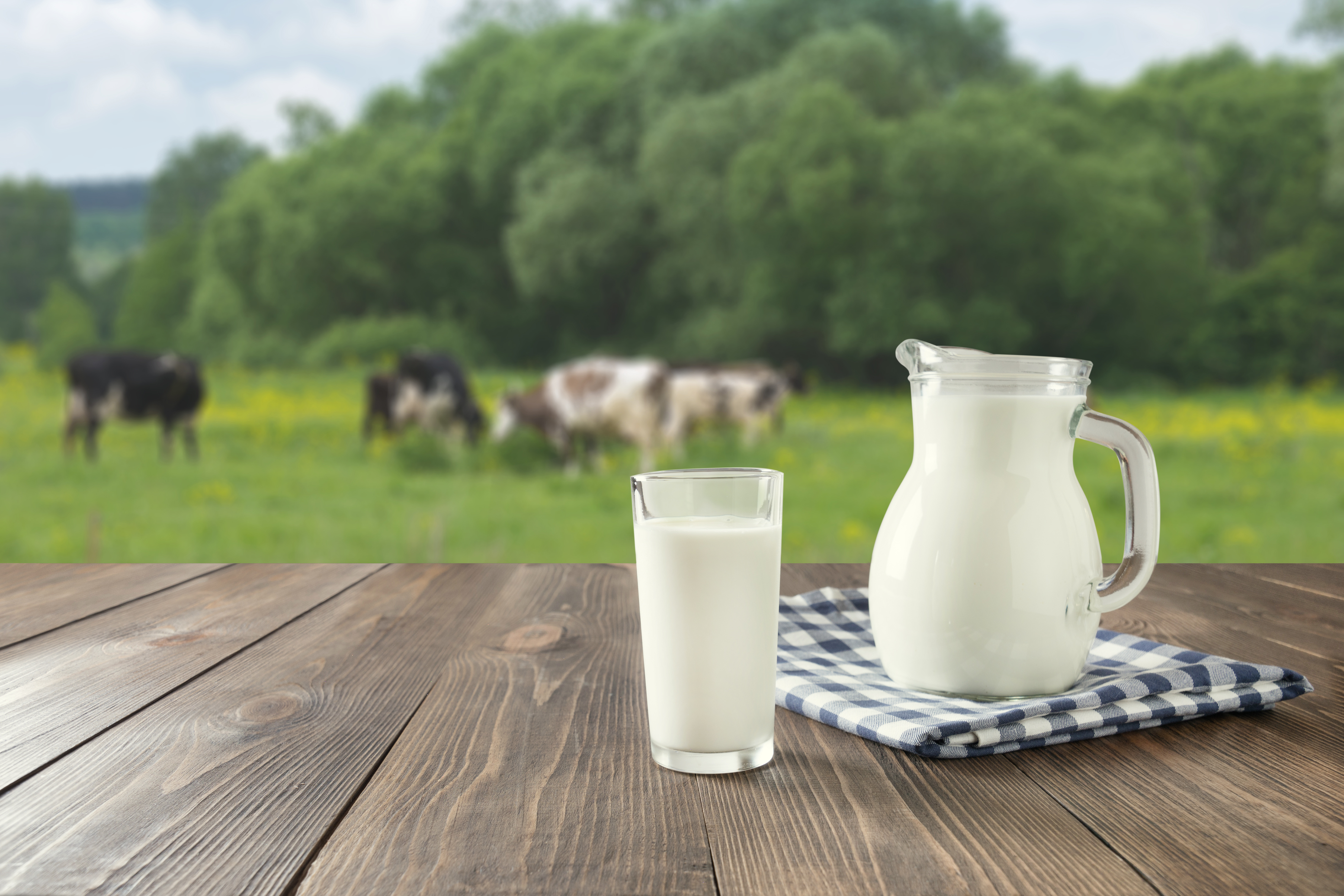 La consommation de lait de vache n'est pas associée à une incidence plus élevée de cancer du sein. © svetlana_cherruty, Adobe Stock