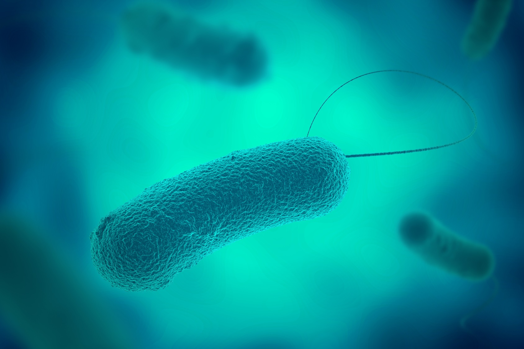 Des bactéries possèdent un flagelle pour se déplacer. © Shawn Hempel, fotolia