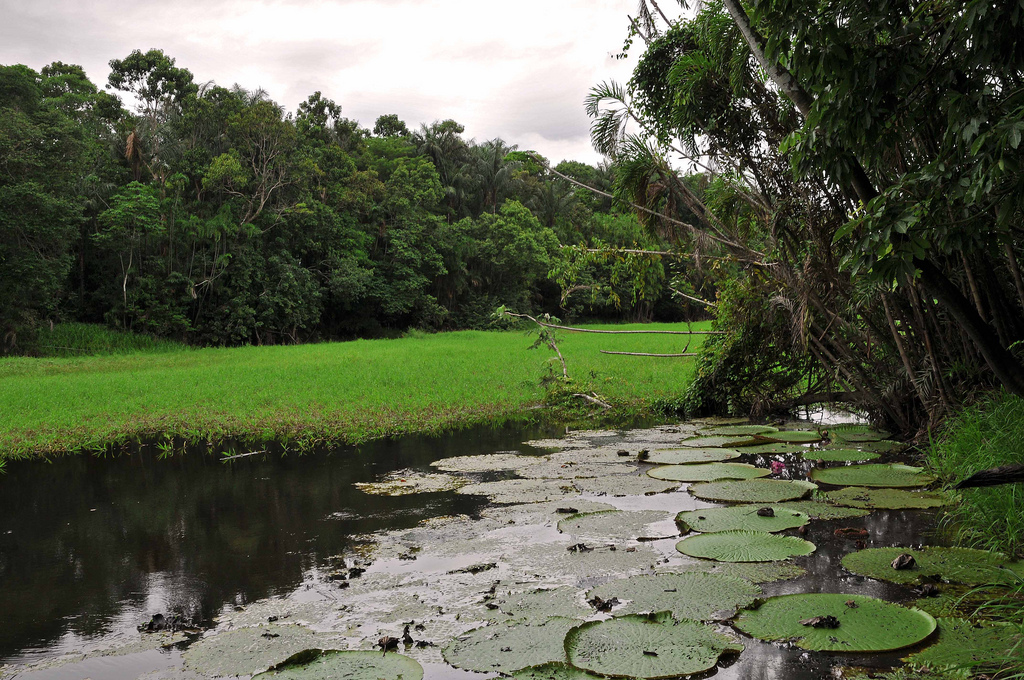 Selon une étude publiée en 2008, le fleuve Amazone coule sur&nbsp;précisément 6.992,06&nbsp;kilomètres, ce qui en fait le plus long du monde.&nbsp;© marek.krzystkiewicz, Flickr, cc by 2.0