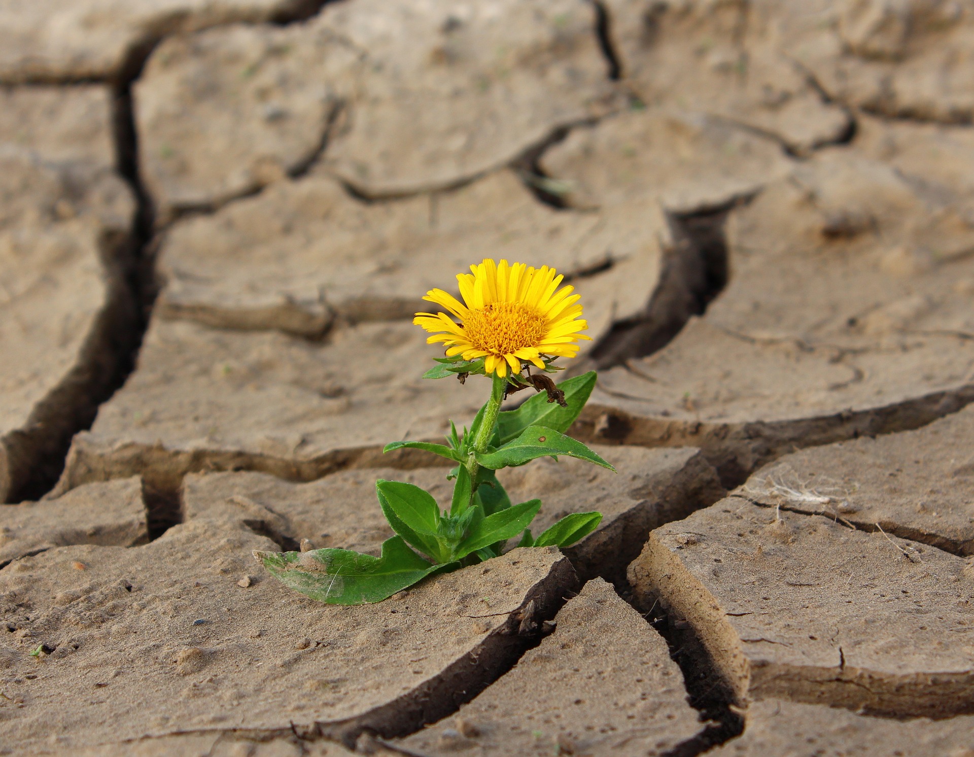 Les pluies d'août et septembre ont permis d'améliorer la situation de sécheresse de surface, ainsi qu'en profondeur. © klimkin, Pixabay