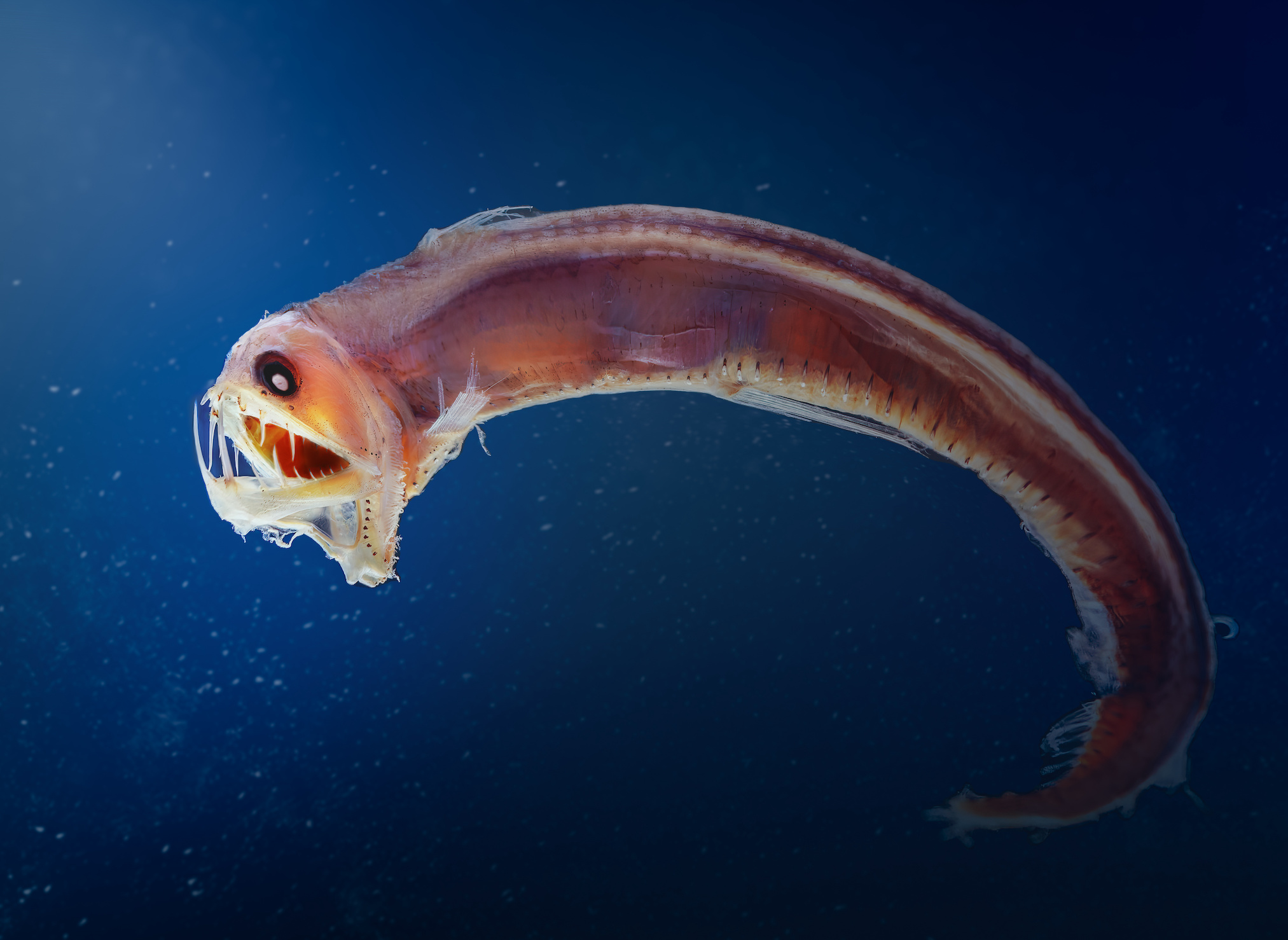 Les grands fonds sont peuplés de créatures étranges. © diegograndi, Adobe Stock