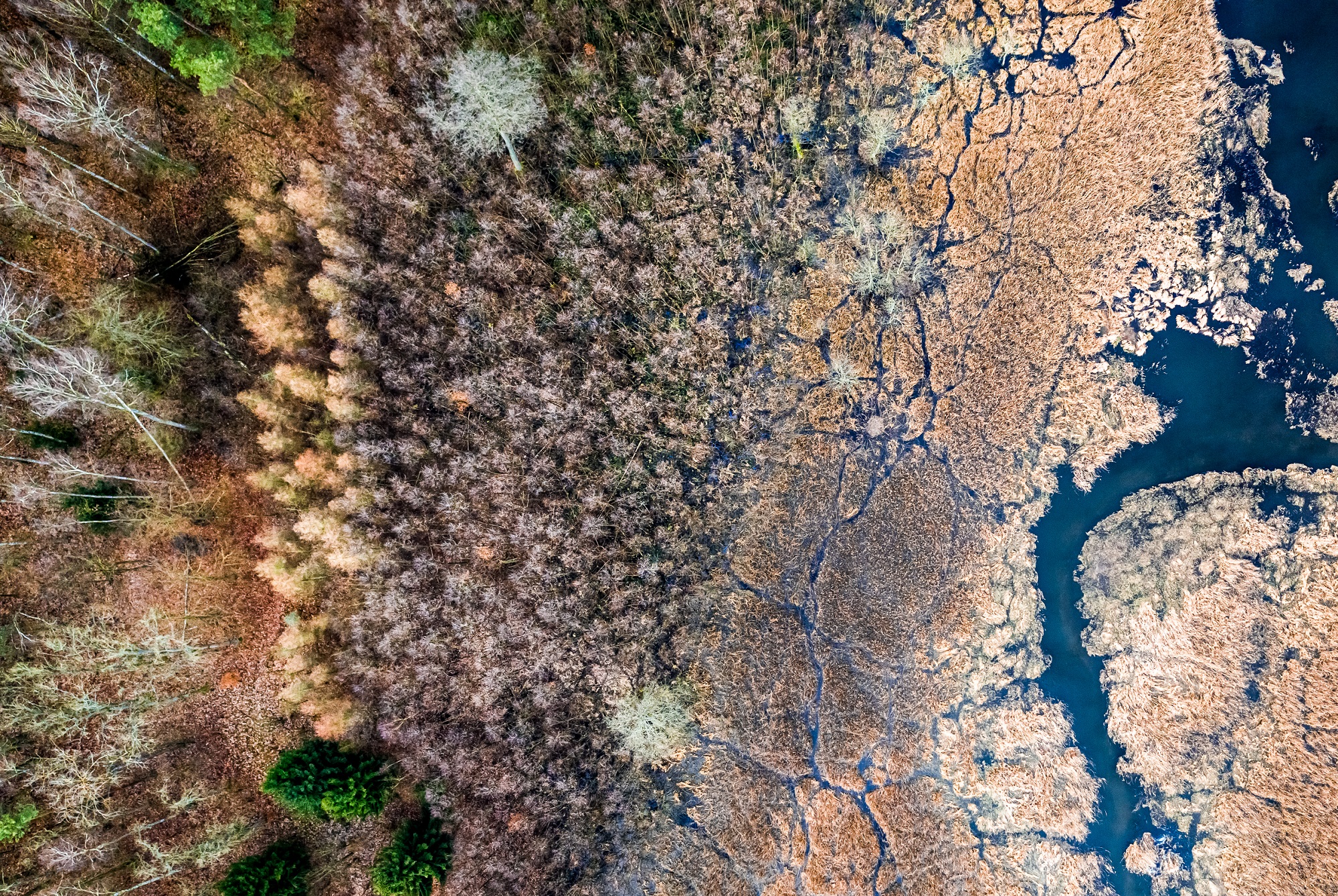 En 2022, 37 % des forêts européennes sont devenues marron avant même l'arrivée de l'automne. © shaiith, Adobe Stock