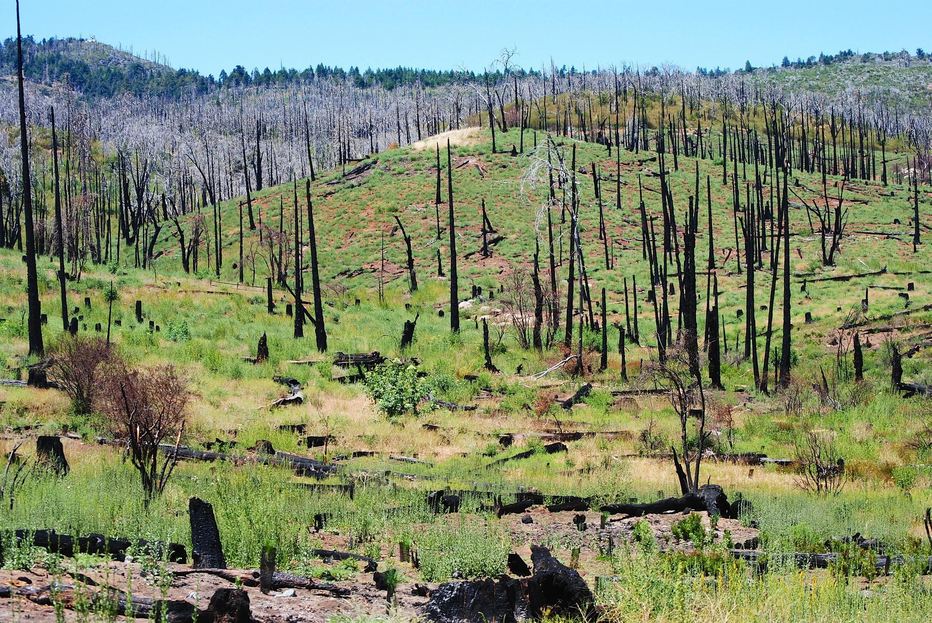 La disparition des arbres en Californie se poursuit d'année en année. En cause, des incendies, la hausse des températures, les coupes et aussi la prolifération de petits coléoptères, les bark beetles. © Theresamcgee, Pixabay
