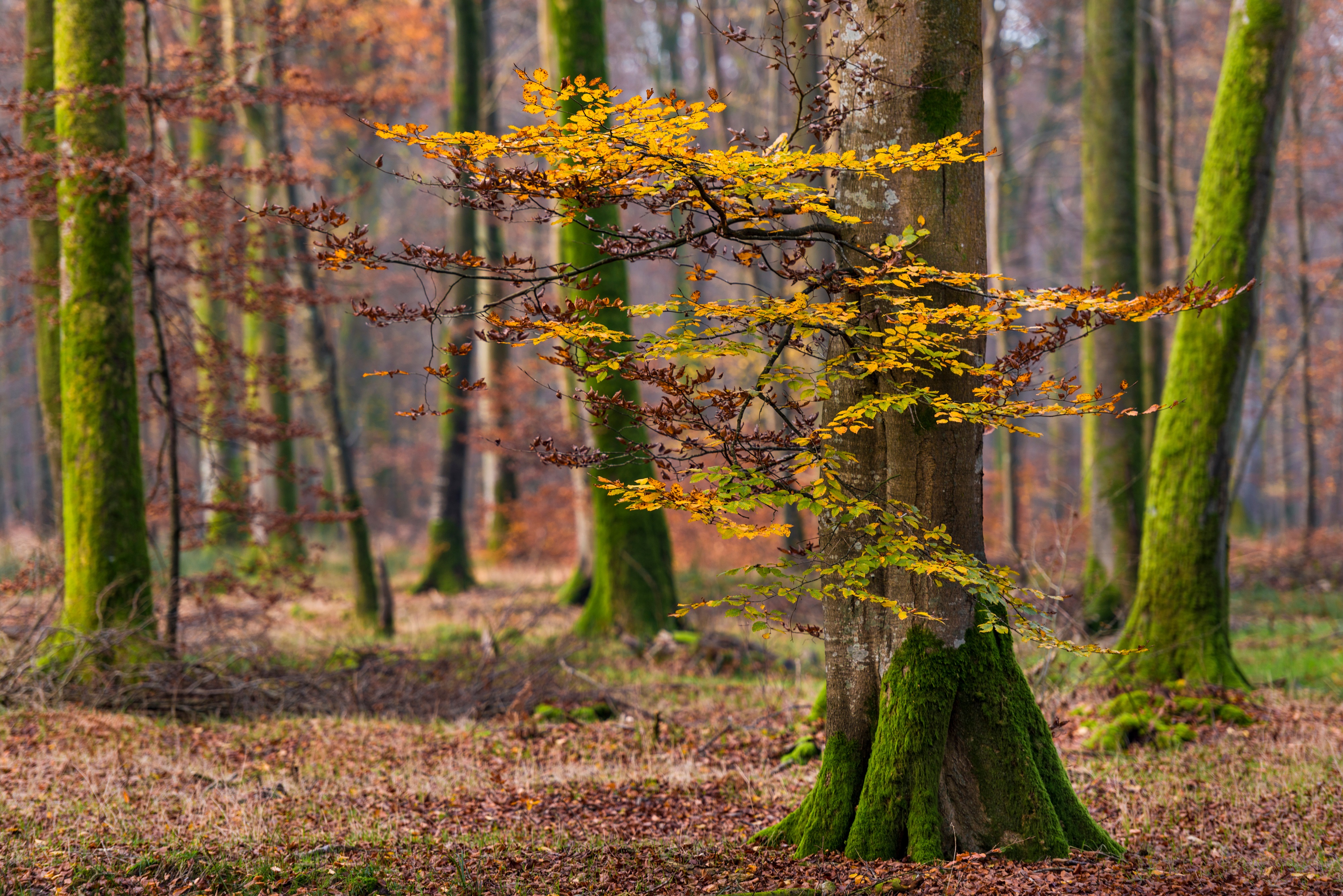 La mortalité des arbres progresse en France. © Alonbou, Adobe Stock