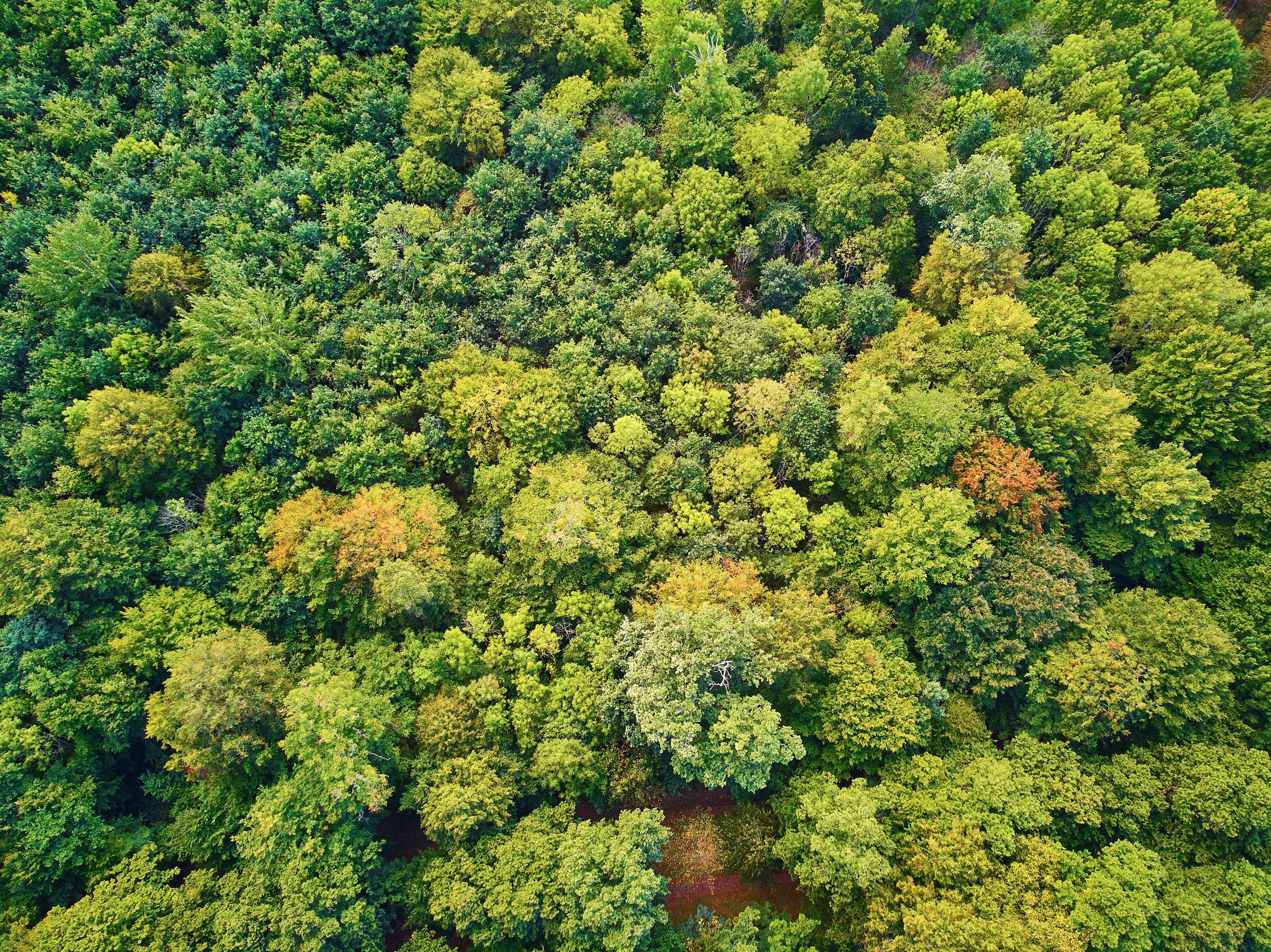 Un ensemble de données permet de prédire l'étendue de 67 espèces d'arbres en Europe dans un futur proche – en 2035, 2065 et 2095 – en fonction de différents paramètres bioclimatiques. © Ekaterina Pokrovsky, Adobe Stock