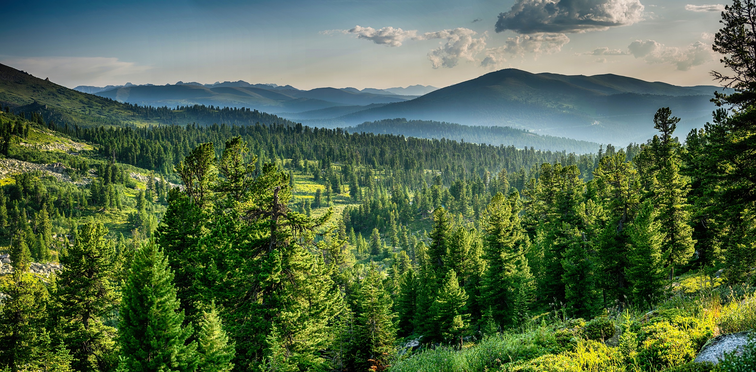 La reforestation de l'est des Etats-Unis a permis de réduire la hausse des températures. © VarnakovR, Adobe Stock
