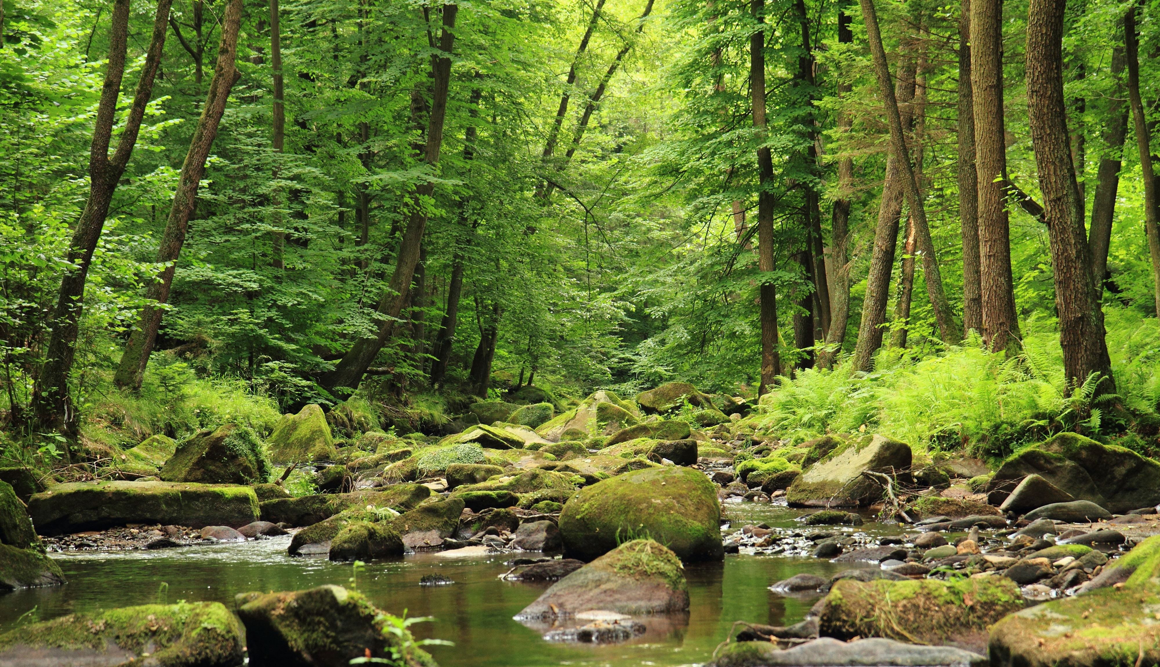 Des facteurs tels que l'emplacement, les espèces utilisées et l'âge de la forêt influencent sa capacité à capter du carbone. © jonnysek, Adobe Stock
