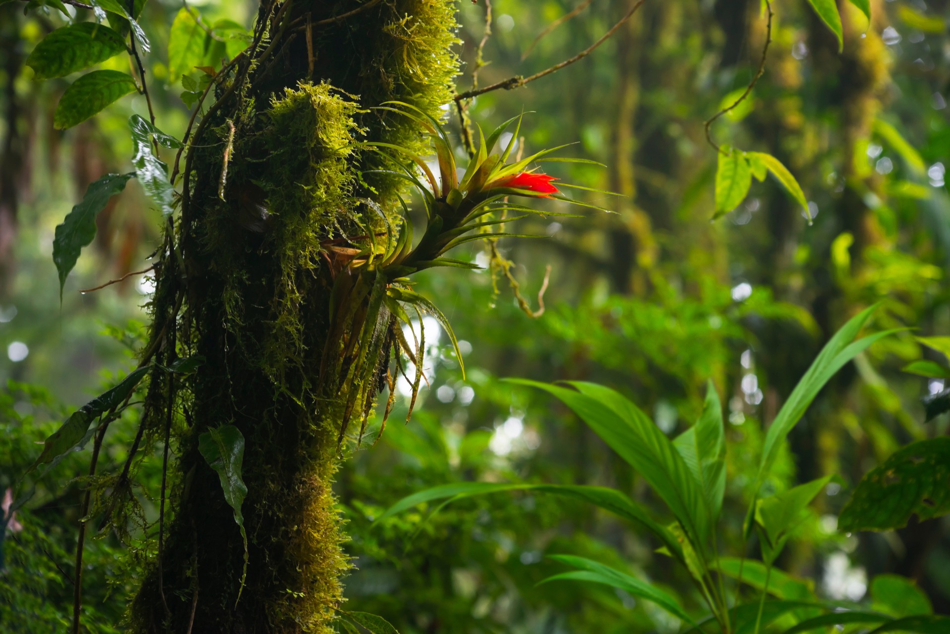 Cette Broméliacée, s'épanouissant sur un arbre d'une forêt tropicale, abrite tout un monde de micro-organismes. Sa commercialisation menace la biodiversité. © Juliana Belo, Adobe Stock