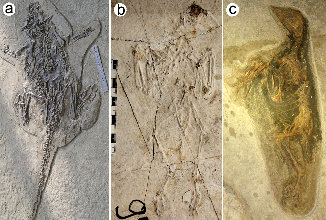 Ces trois photographies montrent des fossiles de vertébrés terrestres mis au jour en Chine, dans le groupe géologique Jehol (en a : un dinosaure cératopsien, le Psittacosaurus ; en b et c, des oiseaux Confuciusornis). Ils ont tous les trois la « posture du boxer » que l’on rencontre typiquement chez des victimes de nuées ardentes. Elle est provoquée par la contraction post-mortem des muscles. © Baoyu Jiang