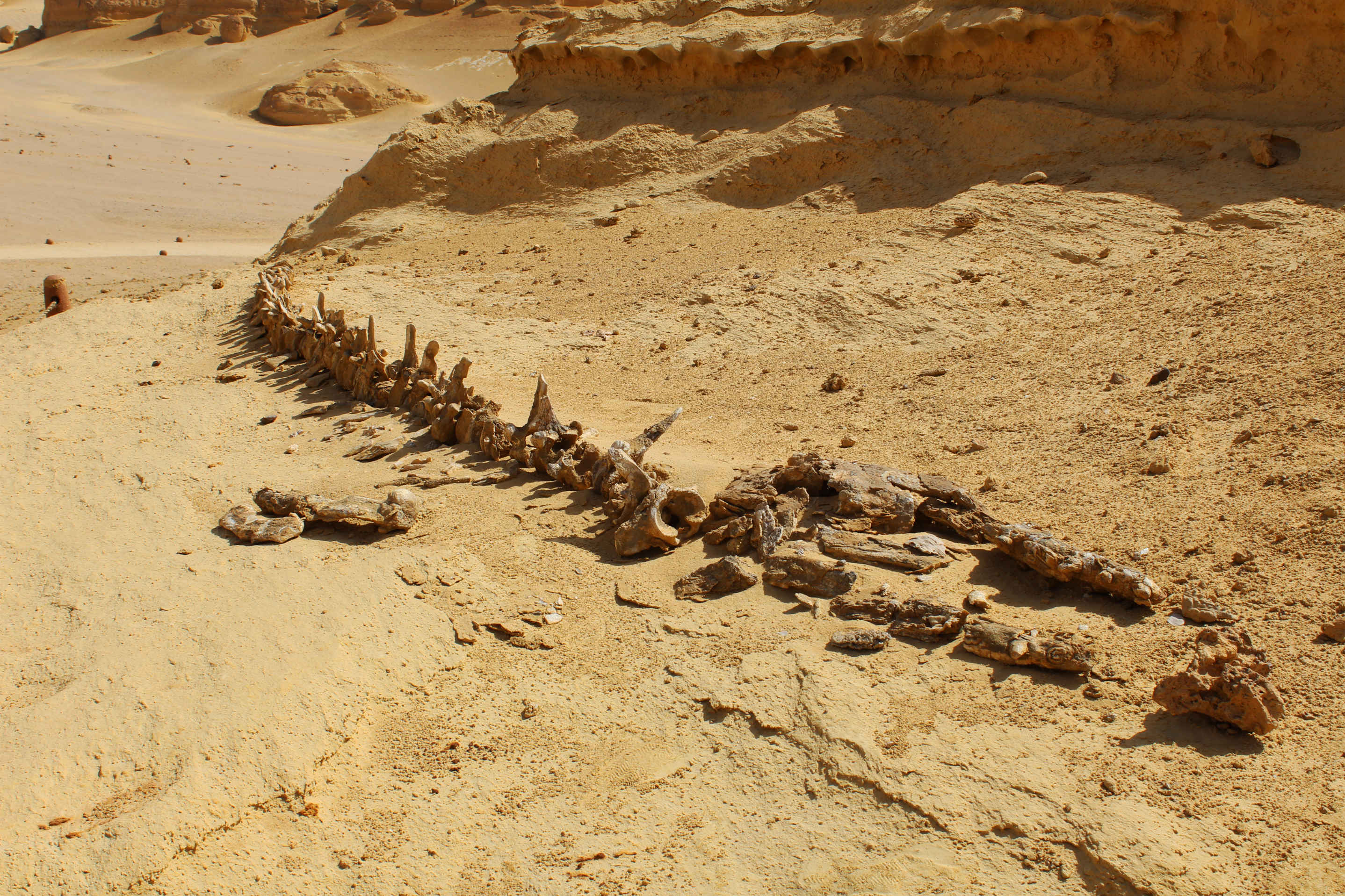 Les fossiles de mammifères marins dans les déserts attestent de la submersion de ces zones par les eaux au cours du temps profond. © Ahmed, Adobe Stock