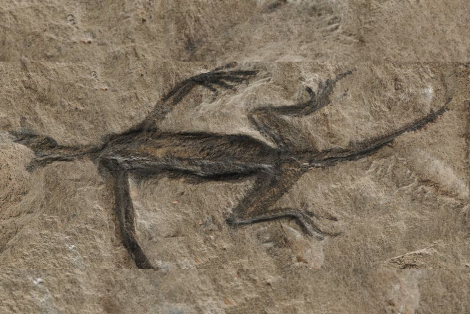 Un fossile vieux de 280 millions d'années, longtemps considéré comme exceptionnel, révèle un secret inattendu. © Dr Valentina Rossi