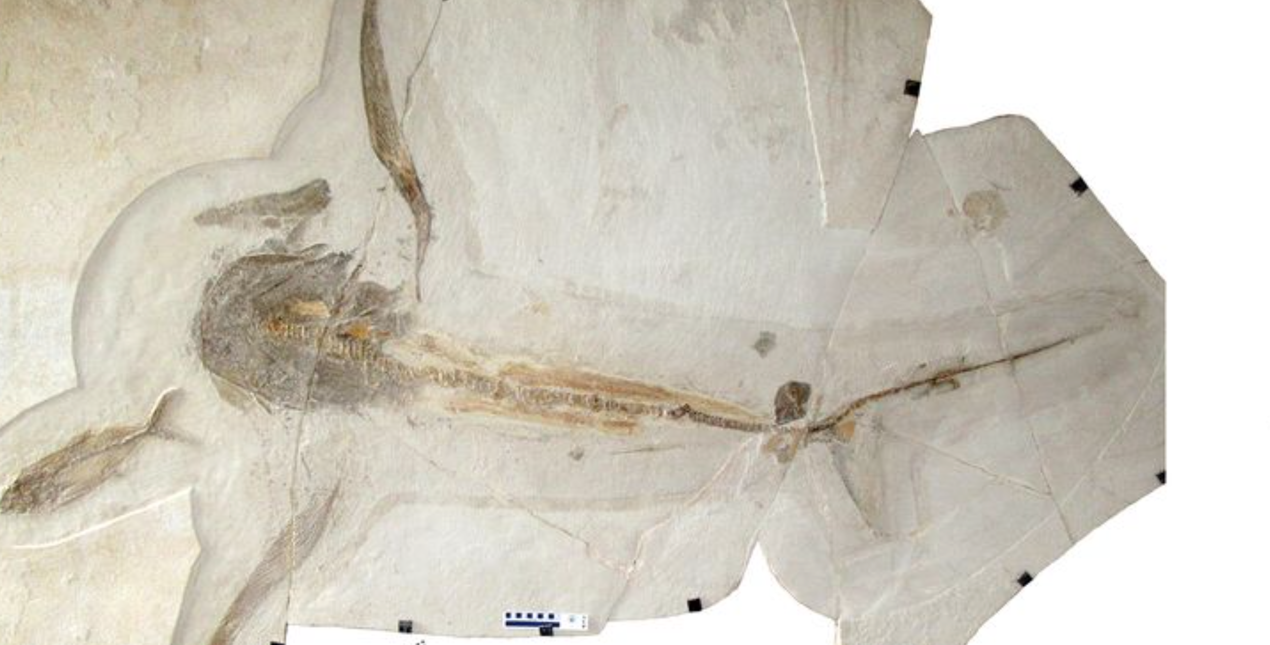 Le fossile du requin-aigle découvert au Mexique. © Romain Vullo et al. Science