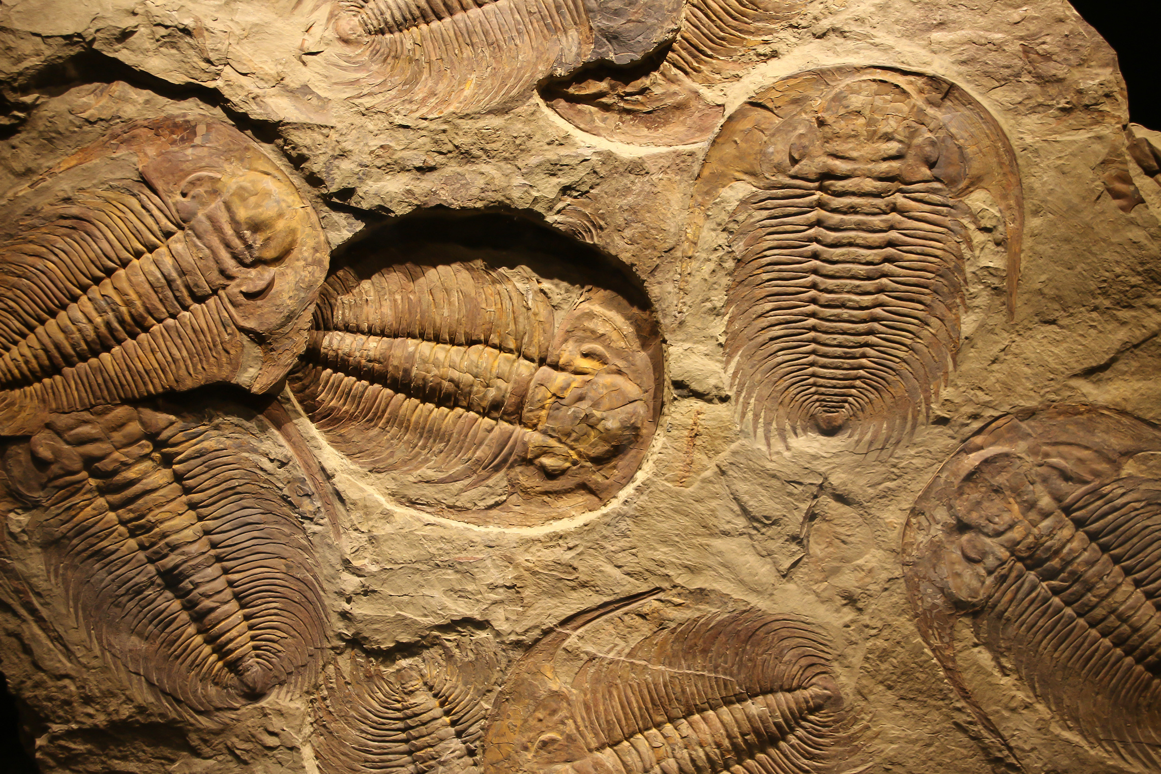 La découverte de nouveaux fossiles de trilobites en Thaïlande aide à reconstruire la paléogéographie du Gondwana. © merlin74, Adobe Stock