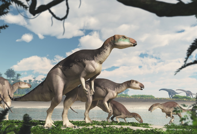 Vue d'artiste du dinosaure iguanodonte Fostoria dhimbangunma qui vivait en Australie il y a 100 millions d'années, au milieu du Crétacé. © James Kuether