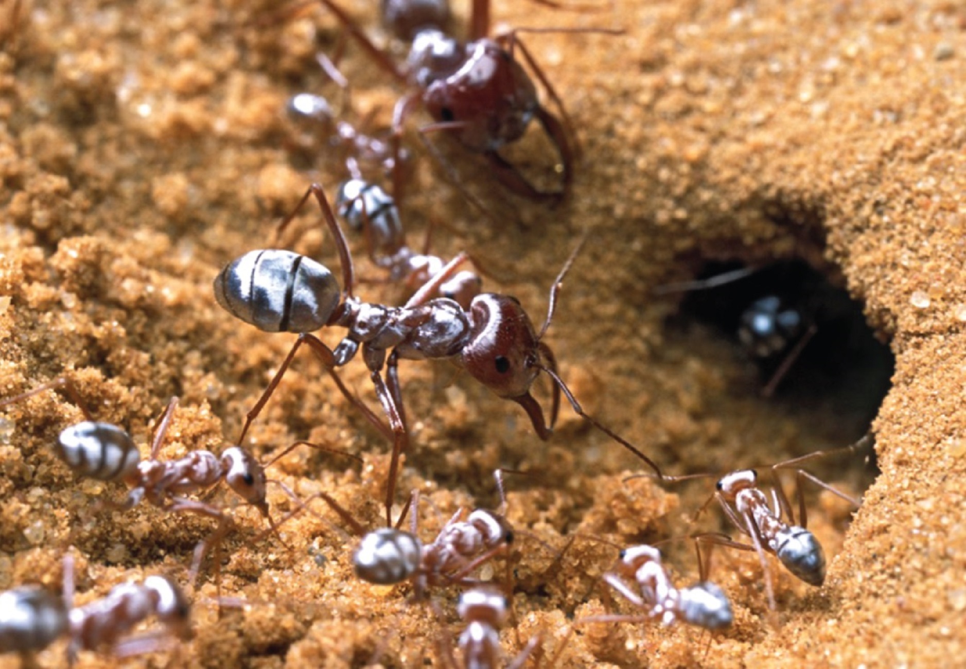 La fourmi argentée du Sahara possède des poils aux propriétés optiques étonnantes. Pour mieux les étudier, les chercheurs les ont rasées avec un scalpel bien aiguisé… © P. Landmann