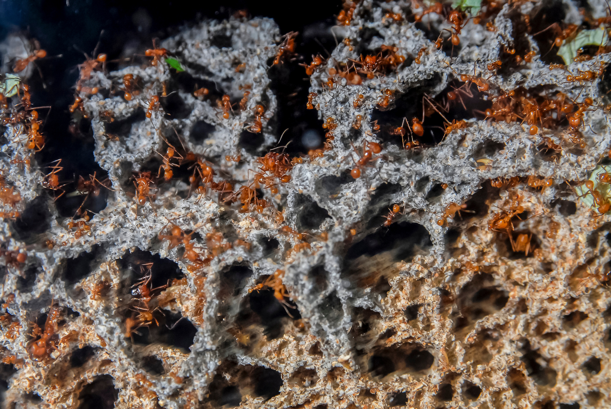 Les fourmis coupe-feuille élèvent des champignons pour se nourrir. Leurs ancêtres seraient apparus au moment de la disparition des dinosaures. © silukstockimages, Adobe Stock