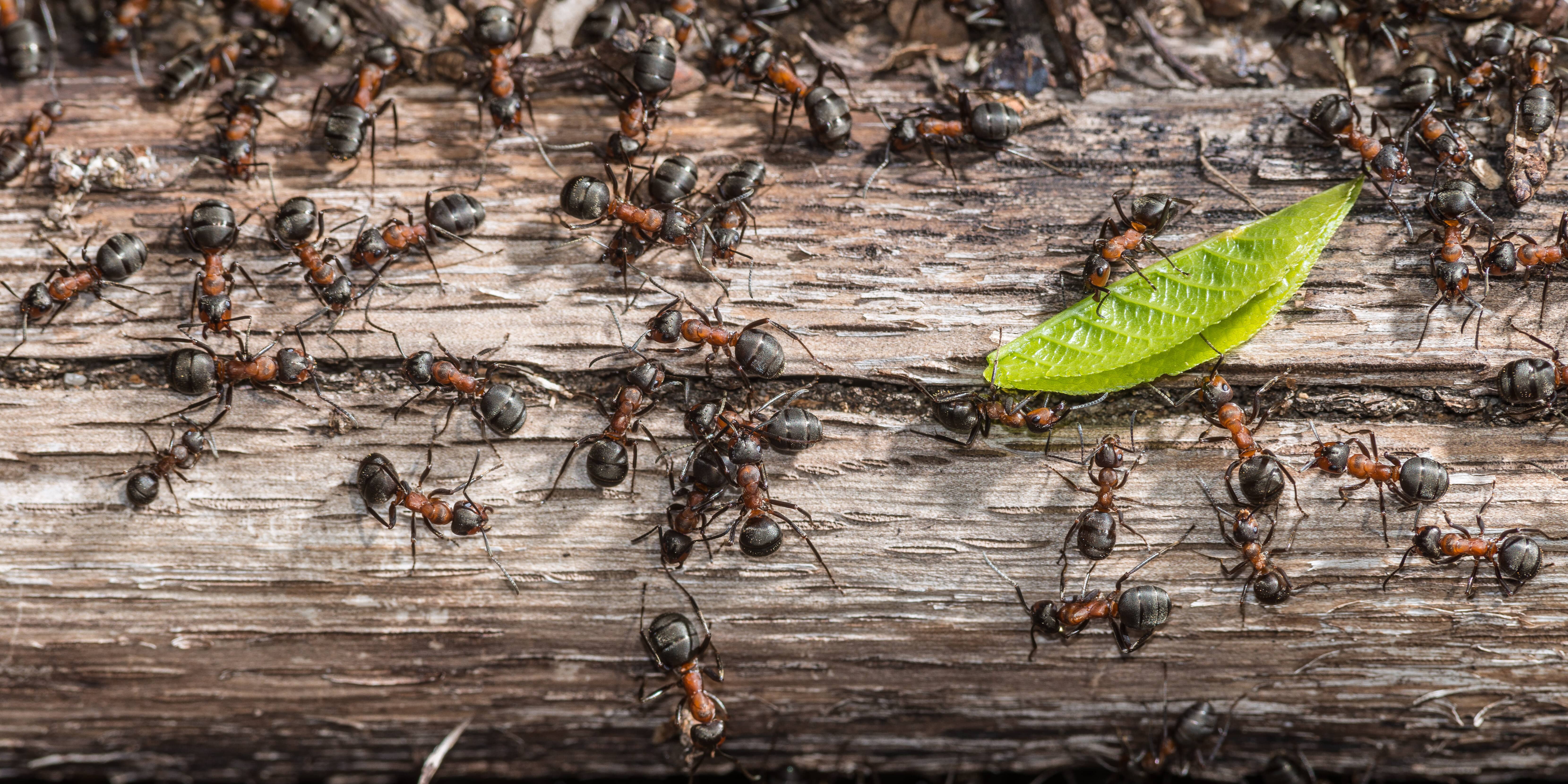 Il y a entre 1 et 1.000 millions de milliards de fourmis sur Terre !&nbsp;© benbro, Adobe Stock