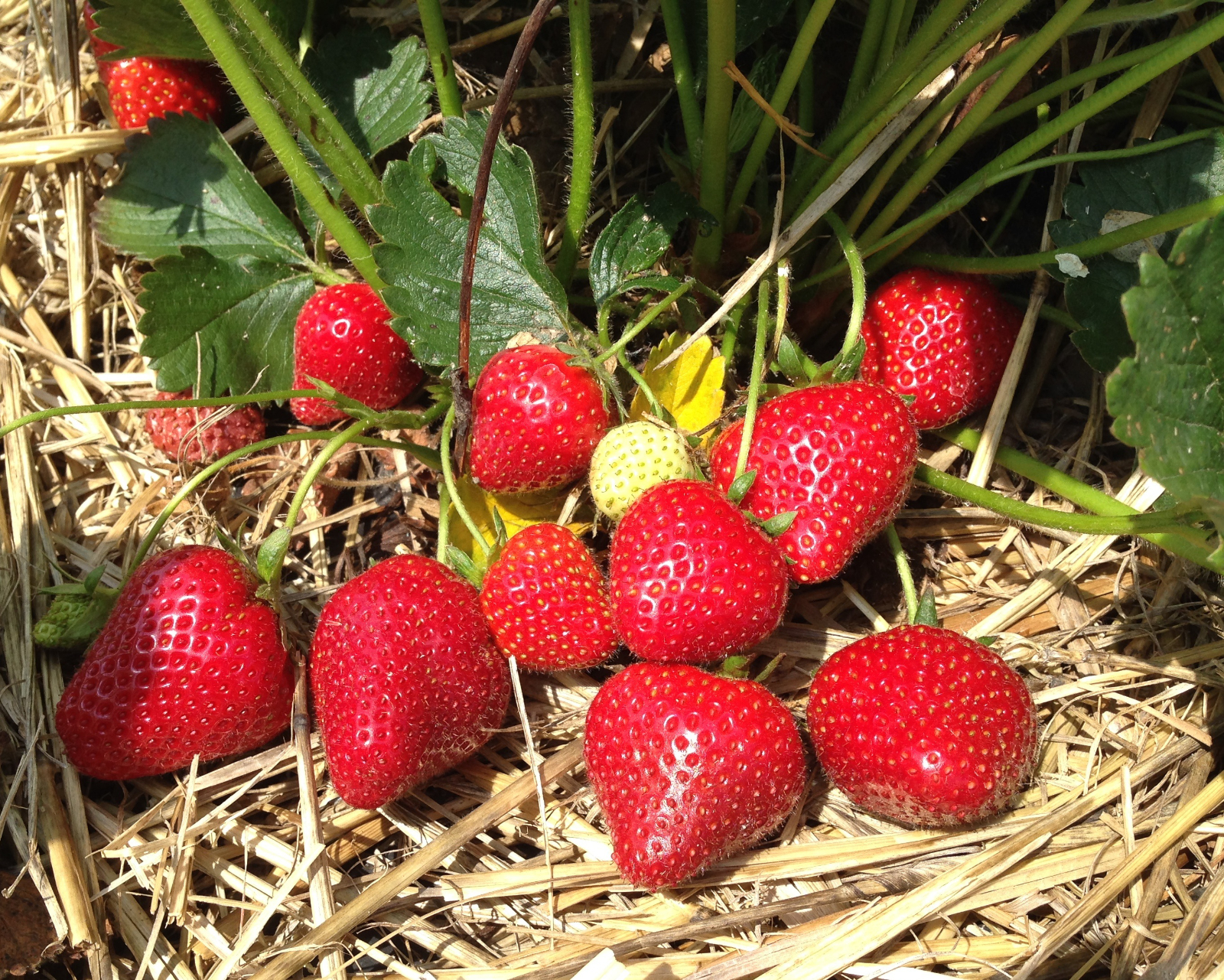 Au printemps débute la saison des fraises ! © Patryssia, Adobe Stock