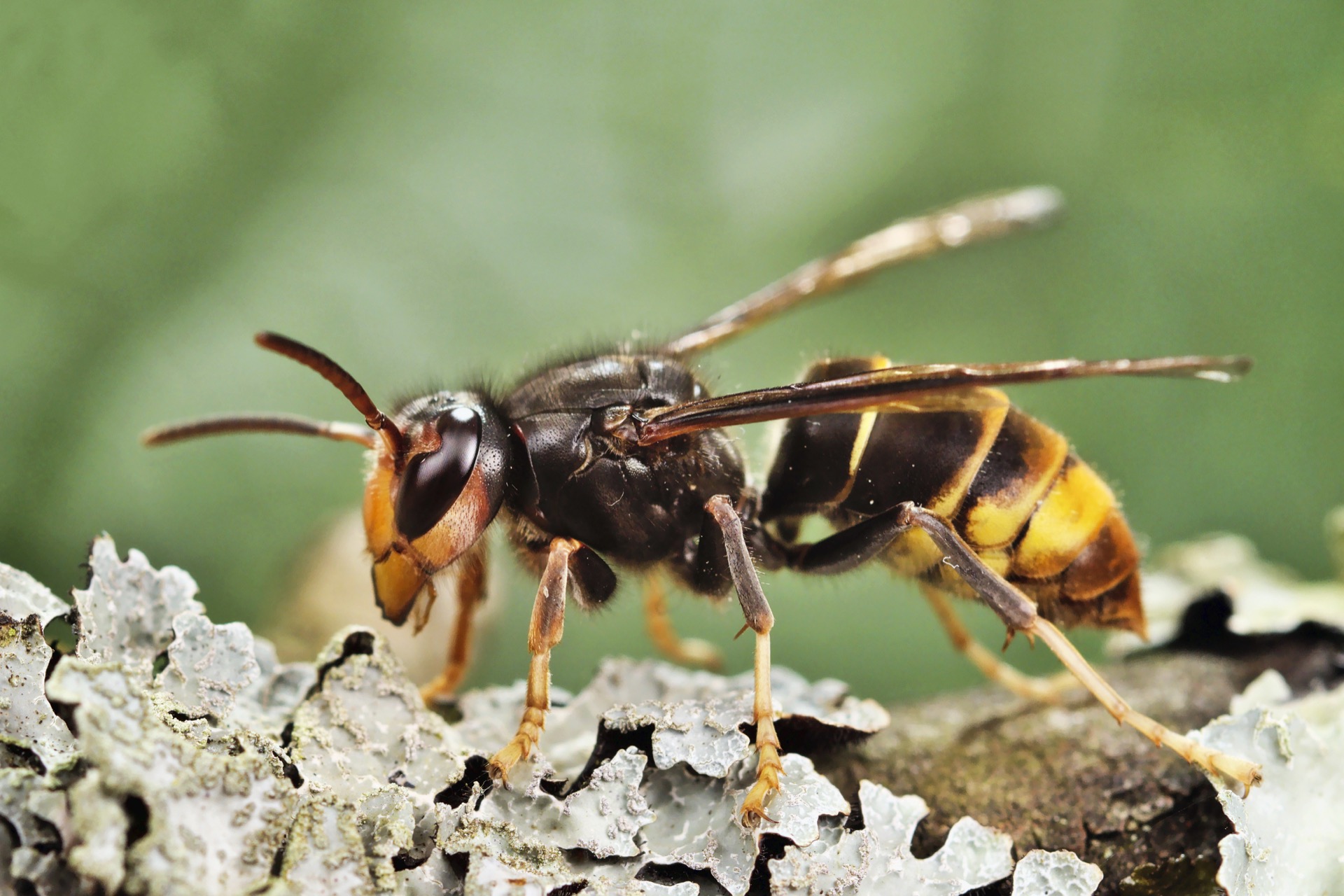 Le frelon asiatique en France menace les abeilles butineuses. © Brimeux, Adobe Stock
