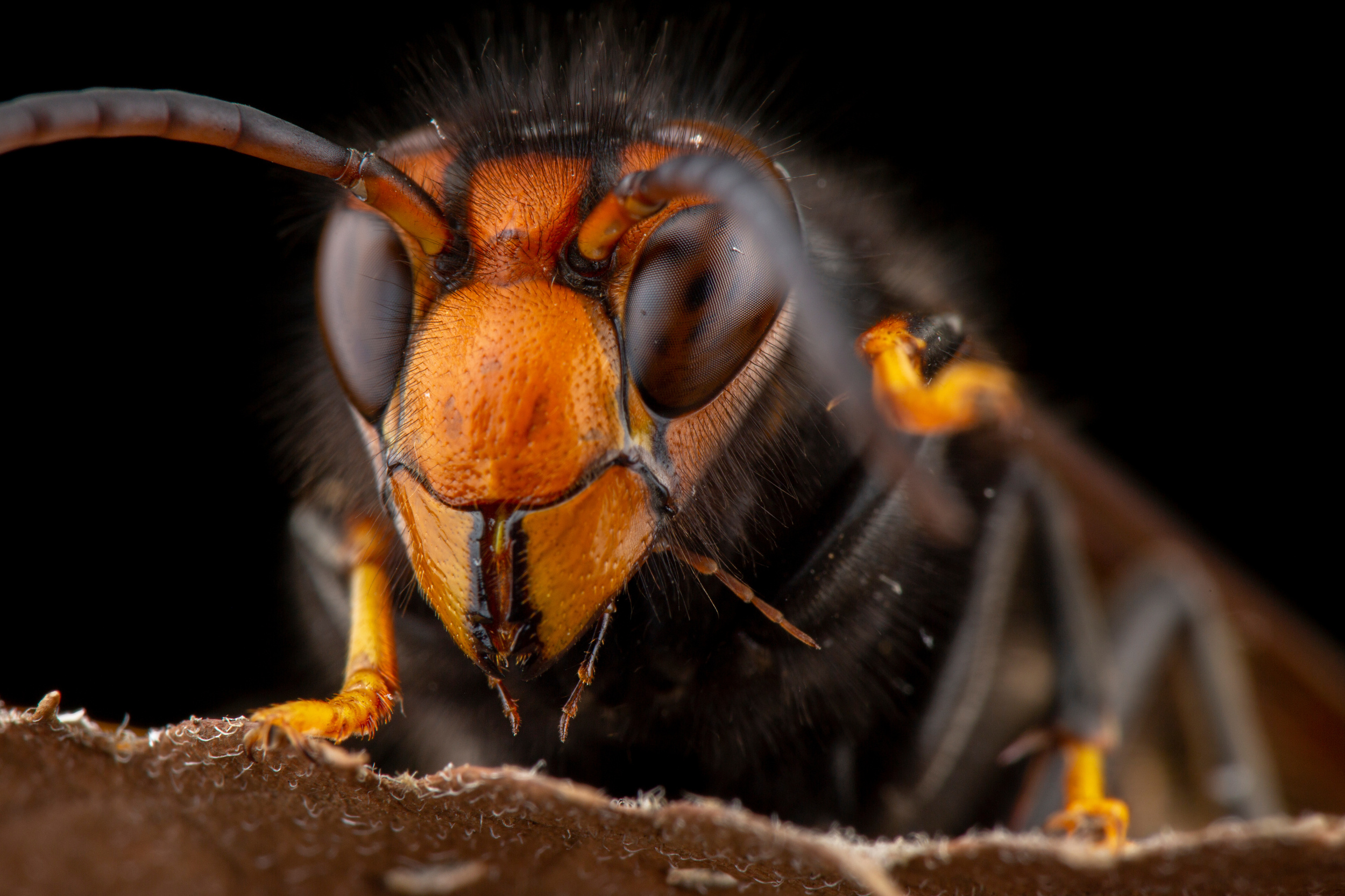 Selon les chiffres de l'étude, parmi les 50 espèces d'invertébrés les plus attaquées par les frelons asiatiques, 43 sont des pollinisateurs. © Eduardo Gonzalez, Adobe Stock