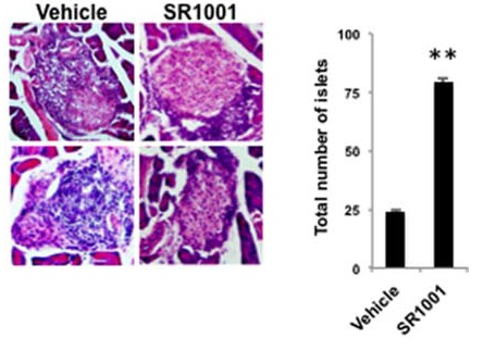 SR1001 inhibe le développement du diabète de type&nbsp;1 chez la souris. Îlots de Langerhans de souris témoins (vehicle) ou traitées (SR1001). © Solt et al., Endocrinology&nbsp;2015