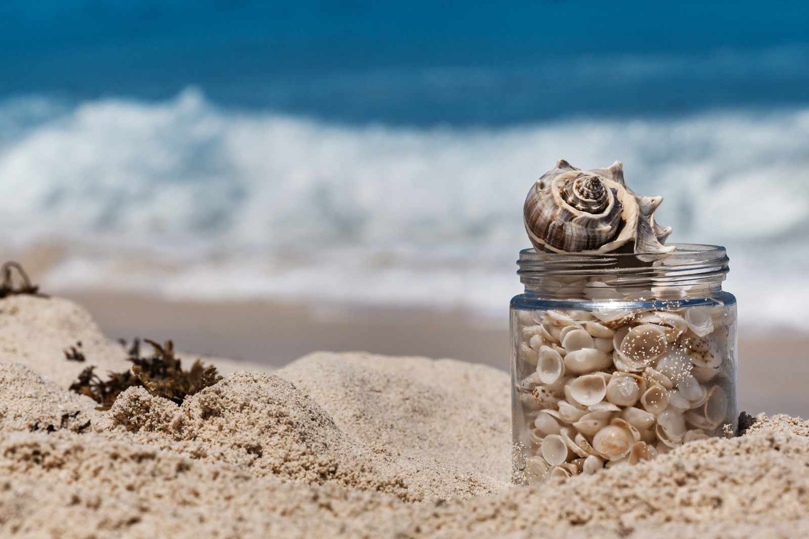 Vous vous dites que quelques coquillages est un souvenir pas cher ? Détrompez-vous, cela peut être tout le contraire ! © photobyevgeniya, Adobe Stock