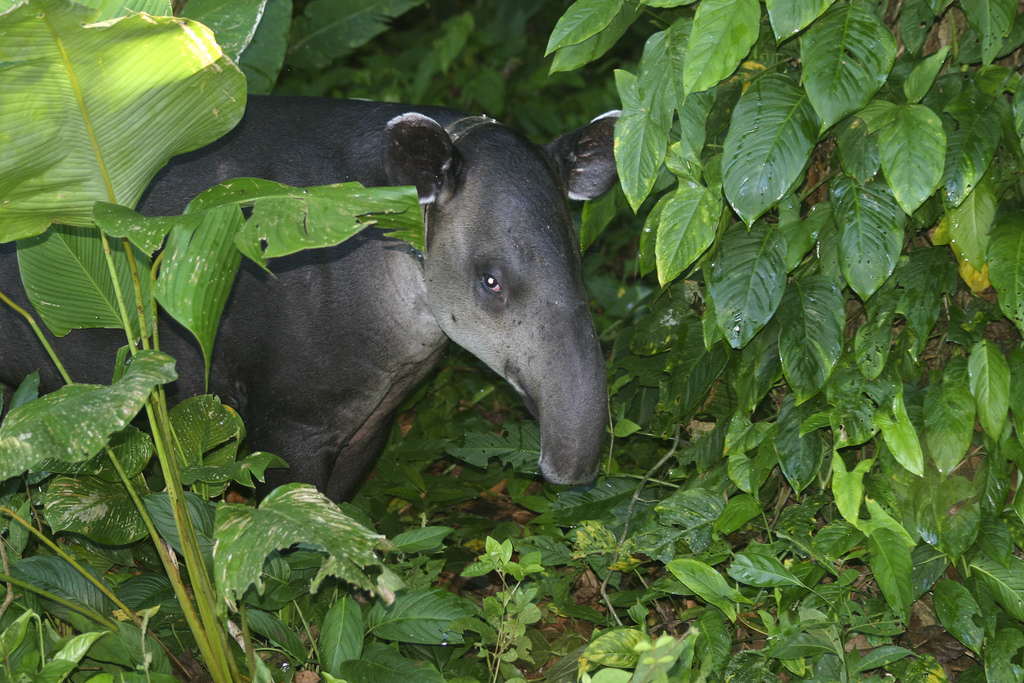 Tapir de Baird dans la forêt du Costa Rica.&nbsp;© brian.gratwicke, Flickr, cc by nc 2.0