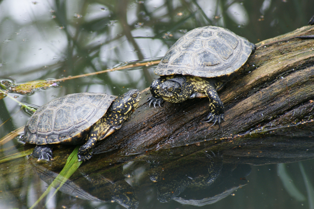 Dans sa niche écologique, la cistude d'Europe souffre de la concurrence de la tortue de Floride, avec laquelle on la confond fréquemment. © Flickr, tim ellis, cc by nc 2.0