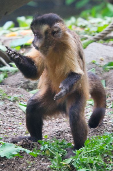 Le sajou noir est un singe de petite taille, il peut peser jusqu'à 4 kg. © Matthias Kabel, GNU FDL Version 1.2
