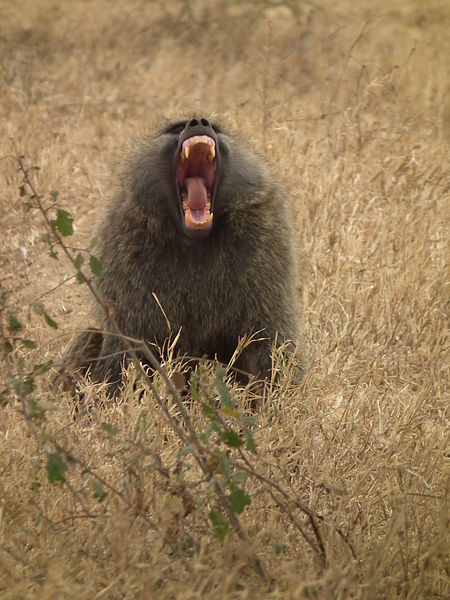 Photo d'un babouin olive. © Nevit Dilmen, CC by-SA 3.0