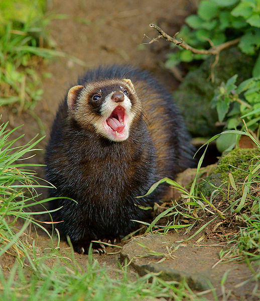 D finition Putois Mustela Putorius Putorius