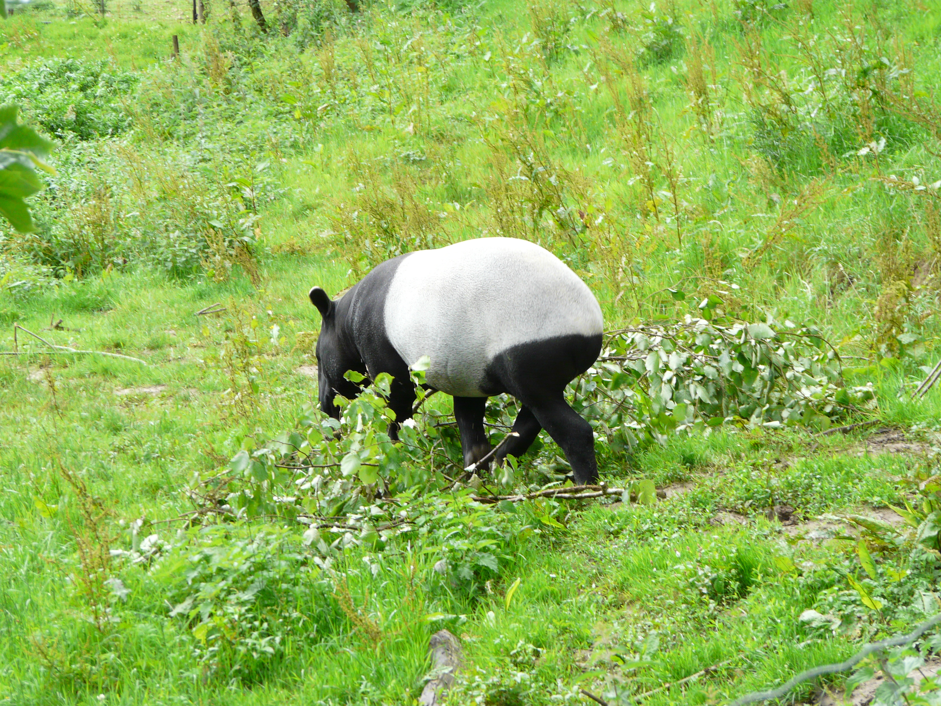 Le coloris bicolore du tapir de Malaisie sert au camouflage. Elle casse la silhouette de l'animal, ce qui lui permet d'échapper aux prédateurs. On retrouve la même tonalité de couleurs chez le panda géant. © Patrick Straub