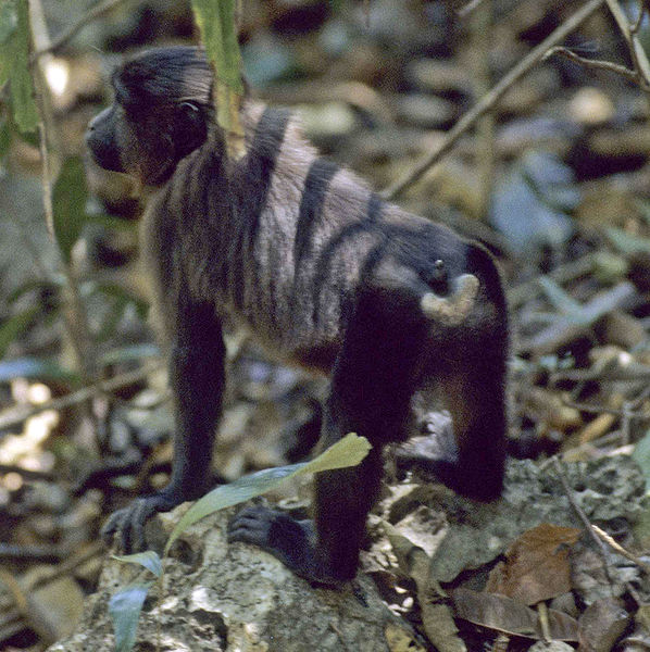 Photo d'un macaque maure. © Noel Rowe, GNU FDL Version 1.2