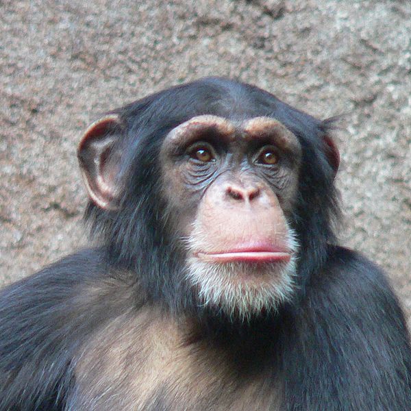 Photo d'un chimpanzé. © Thomas Lersch, GNU FDL Version 1.2