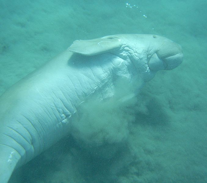 Les dugongs vivent en eaux peu profondes, et sont très vulnérables à la dégradation des milieux côtiers. © Alberto Scarani, GNU FDL version 1.2
