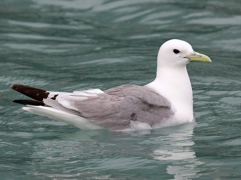 Photo d'une mouette tridactyle. © DickDaniels, CC-by-SA 3.0