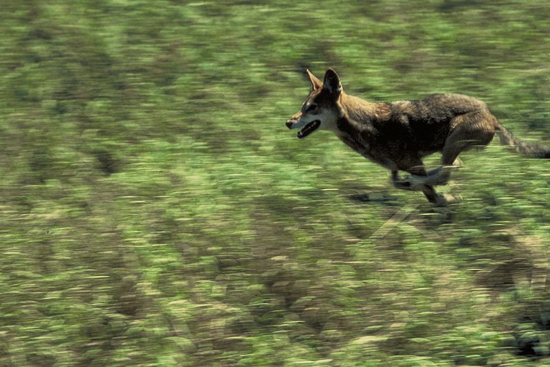 Photo d'un loup rouge en course © Curtis Carley U.S. Fisch and Wildlife service - public domain 