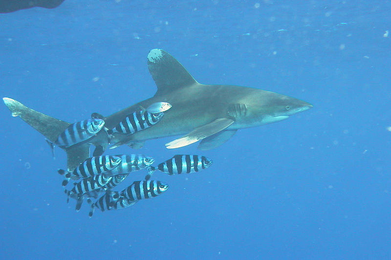 Photo d'un requin longimane. © peter-koelbl.de, CCA-SA 2.5 Generic license