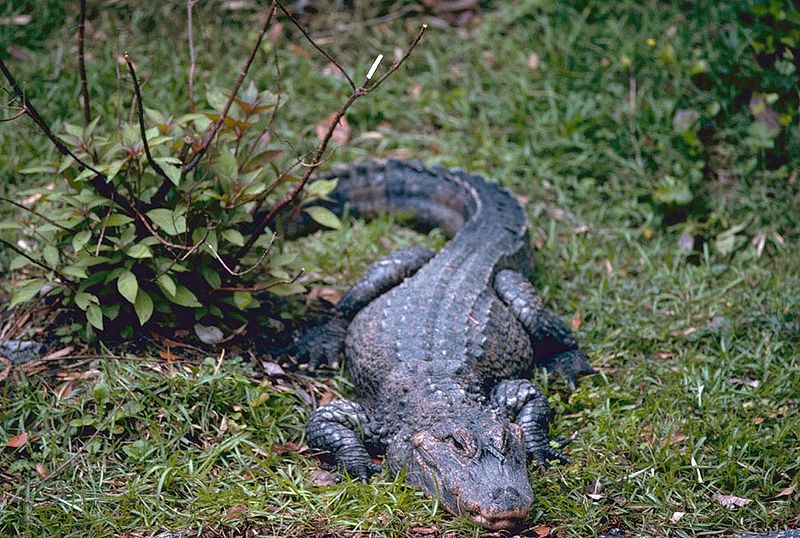 Photo d'un alligator de Chine. © U.S. Fish and Wildlife Service, domaine public

