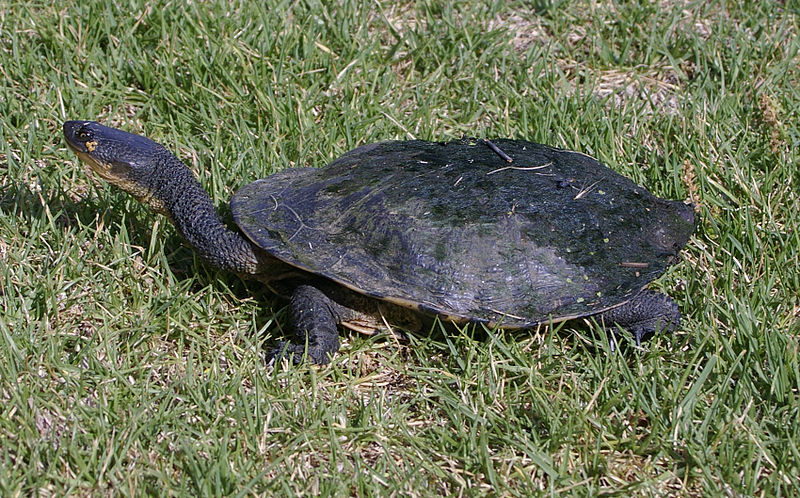 La tortue à long cou ne peut pas rétracter sa tête sous la carapace en cas de danger. Elle replie son cou sous la dossière pour se protéger. © Bidgee, Wikipédia, cc by 3.0