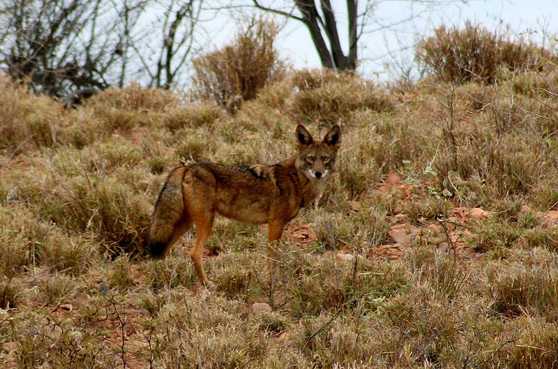 Photo d'un coyote. © Brujogomez - CCA 3.0 Unported license 