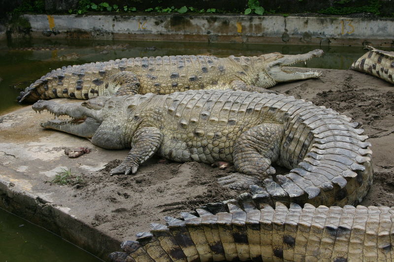 Photo d'un crocodile de l'Orénoque. © Mauriciogq, GNU Free Documentation License version 1.2