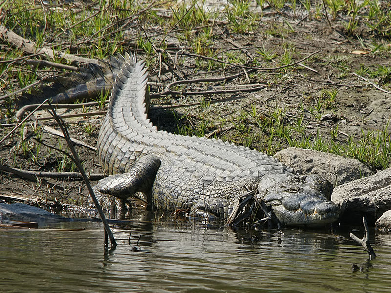 Photo d'un crocodile du Nil. © Hans Hillewaert, Creative Commons Attribution-Share Alike 3.0 Unported
