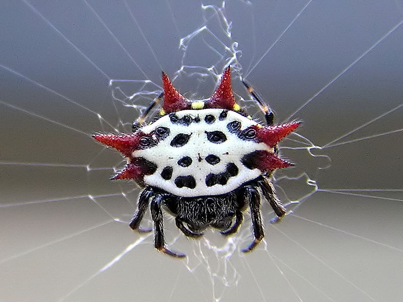 Les araignées adoptent parfois des formes et des coloris étranges. Ici, Gasteracantha cancriformis. © Mkullen, Wikipédia, DP