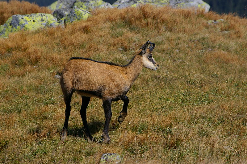 Photo d'un chamois. © Boskar - GNU FDL Version 1.2